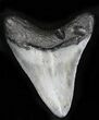 Juvenile Megalodon Tooth - Venice, Florida #21940-1
